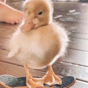 Meet your Posher, Paula